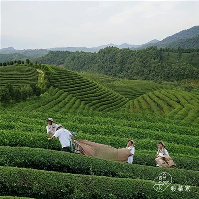Mingchuang Qingxiang Oolong